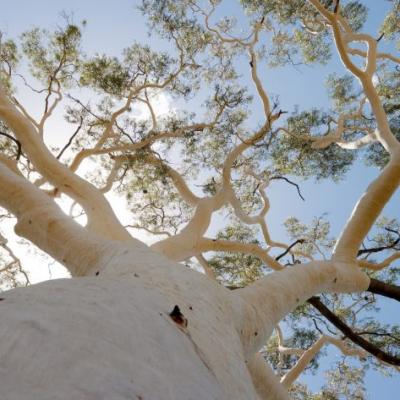 Significant Tree Report